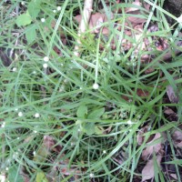 Cyperus mindorensis (Steud.) Huygh